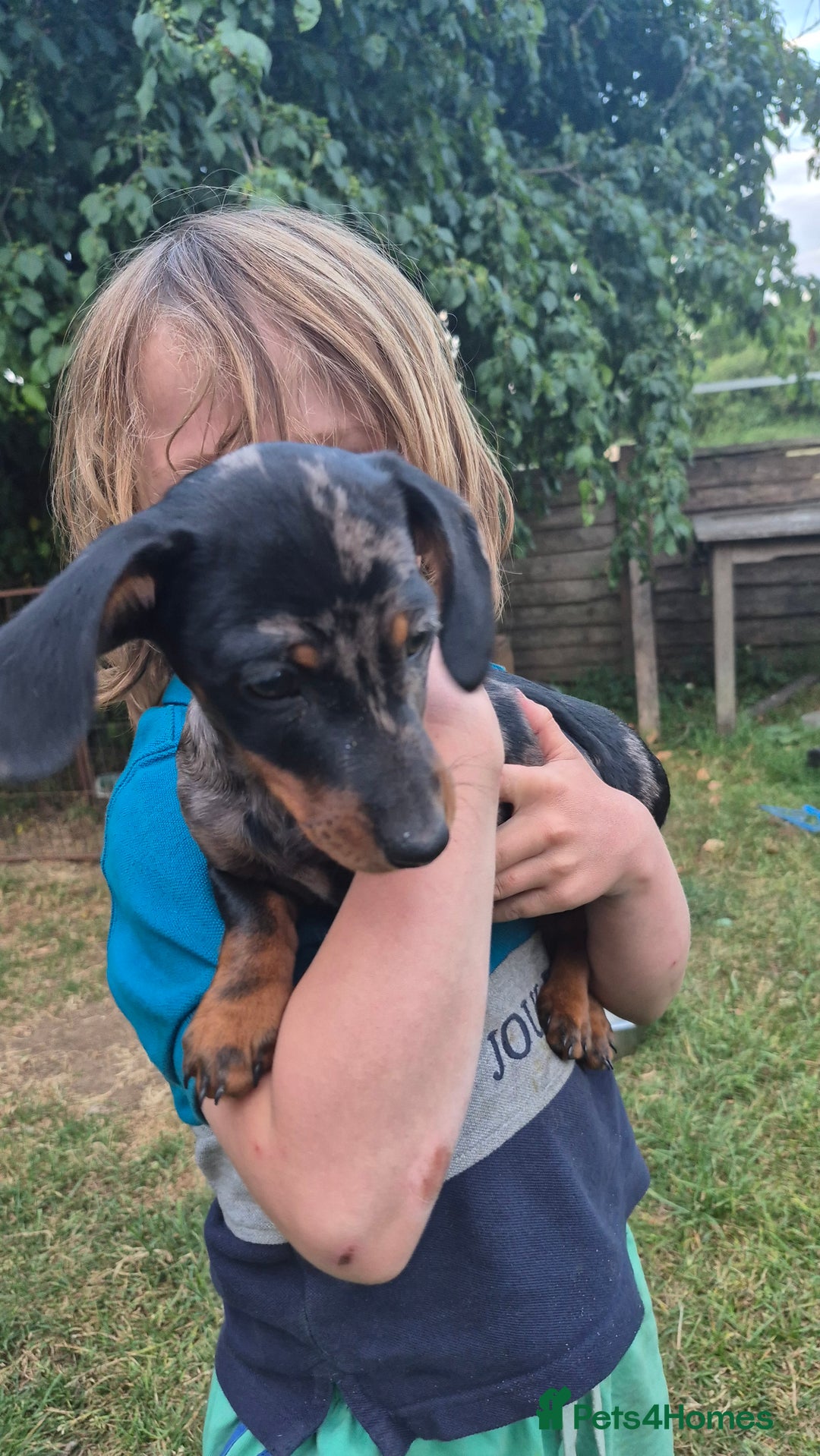 Miniature Dachshund dogs for sale: Miniature Dauschaund  in Salisbury - Image 6