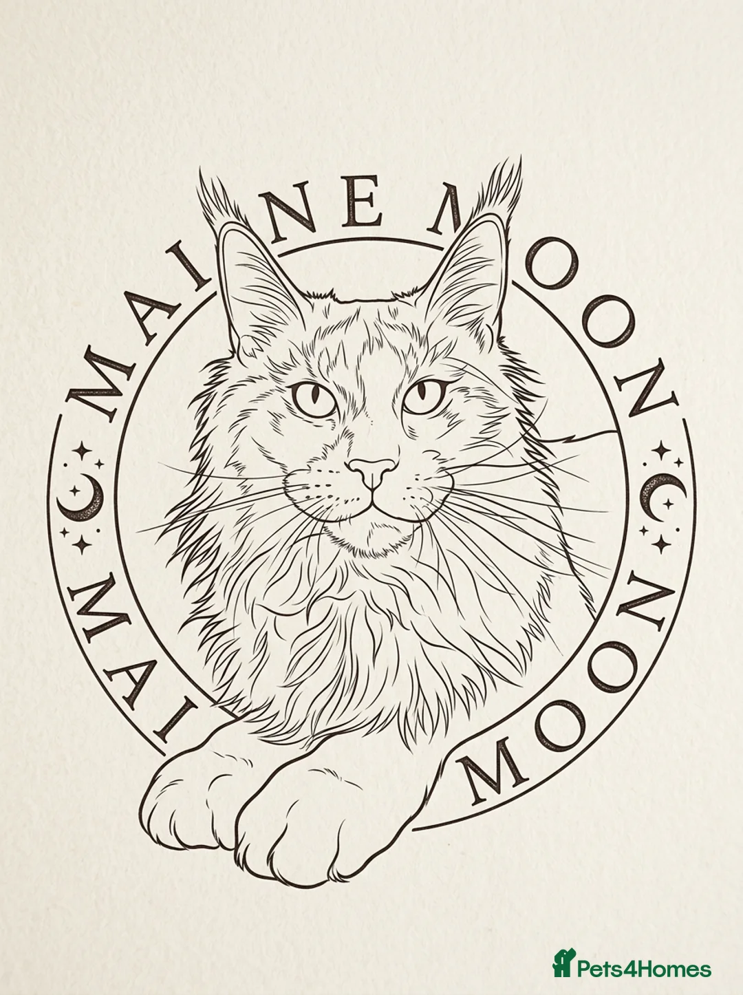 Maine Coon cats for sale: ✨5 Gorgouse GCCF Pure bred MaineCoon Kittens.  - Advert 27