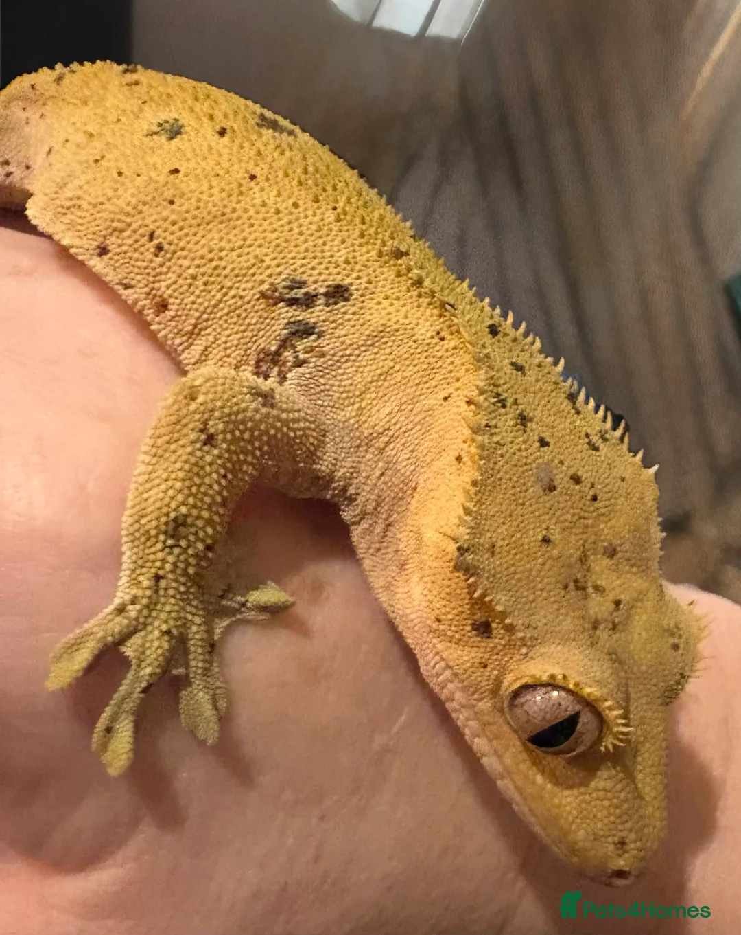 Mixed Breed reptiles for sale: Reptile bundle for sale - Advert 16