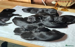Labrador Retriever dogs for sale: Beautiful kennel club pups with impressive lines - Image 10