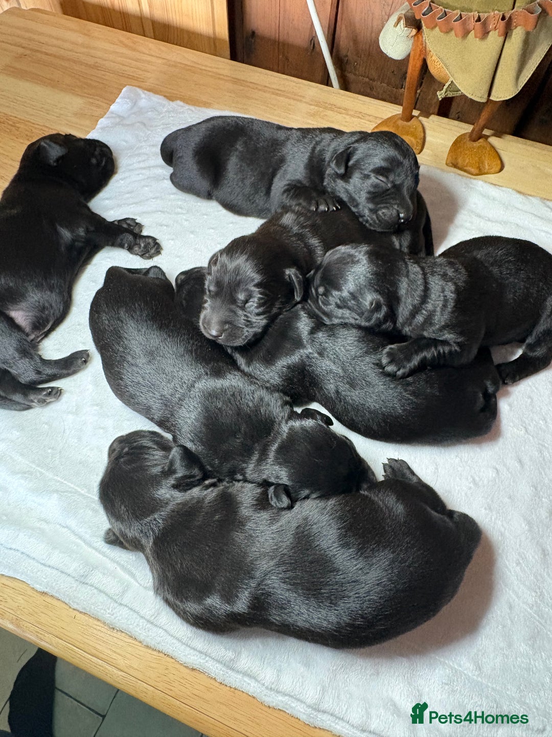Labrador Retriever dogs for sale: Beautiful kennel club pups with impressive lines - Image 10