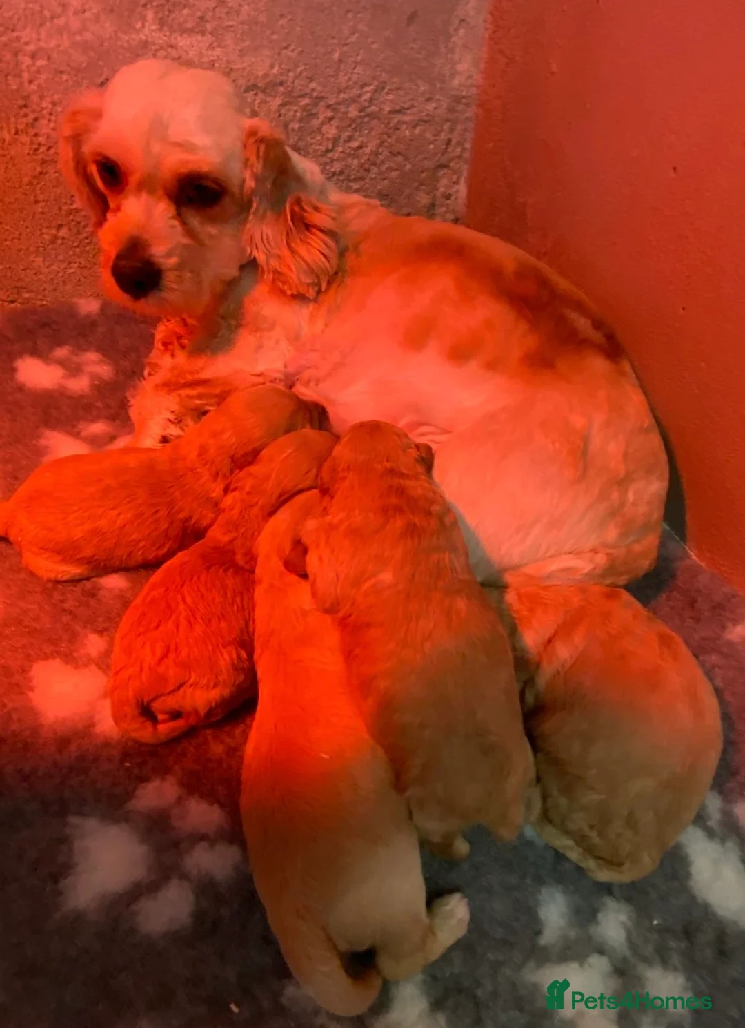 Cavapoochon dogs for sale: Cavapoochon Pups For Sale - Advert 2