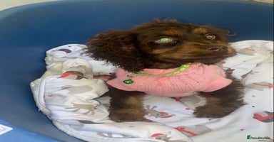 Cockapoo dogs - Advert 14