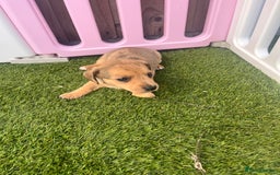 Mixed Breed dogs for sale: 7 beautiful jackshund puppies for sale - Image 32