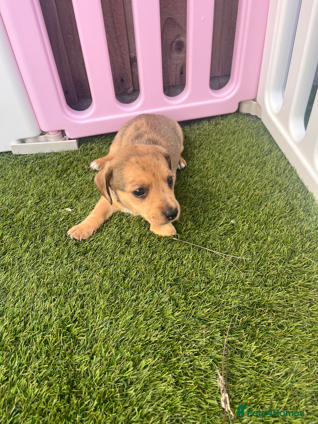 Mixed Breed dogs for sale: 7 beautiful jackshund puppies for sale - Image 32