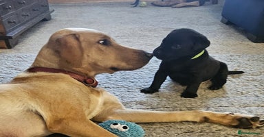 Labrador Retriever dogs - Advert 7