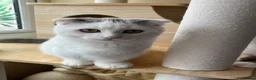 Munchkin cats for sale: Super short legs Munchkin kittens  - Advert 21