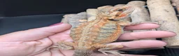 Bearded Dragon reptiles for sale: Bearded dragon - Advert 3