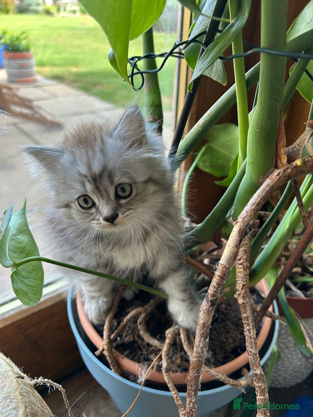 Scottish Fold cats for sale: ONE GORGEOUS SCOTTISH FOLD X CHINCHILLA PERSIAN - Image 6