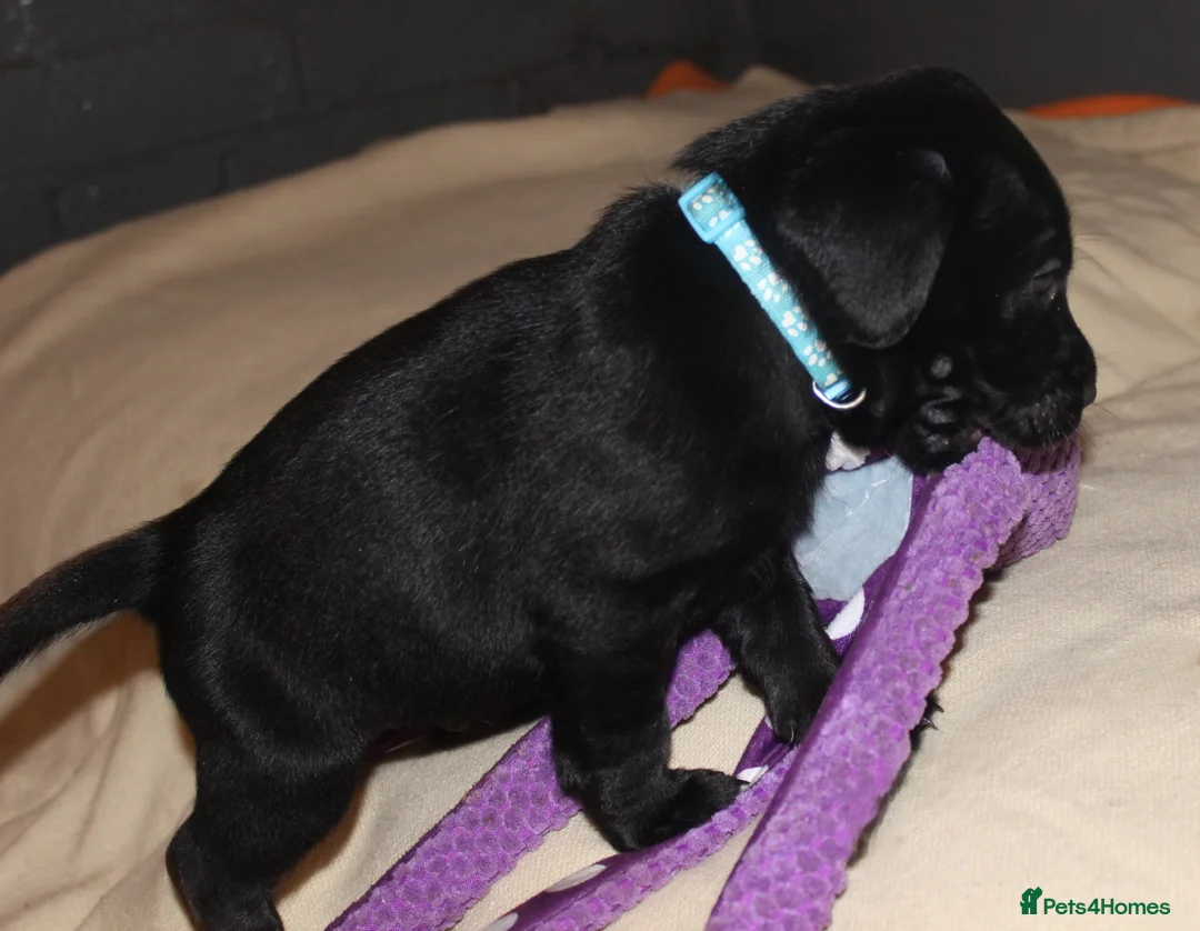 Labrador Retriever dogs for sale: Lovely, bold, beautiful puppies - Advert 17