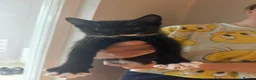 Mixed Breed cats for sale: 4 wee kittens for sale in Newry - Advert 5