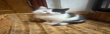 Mixed Breed Kitten 2