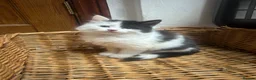Mixed Breed cats for sale: Friendly playful kittens - Advert 34