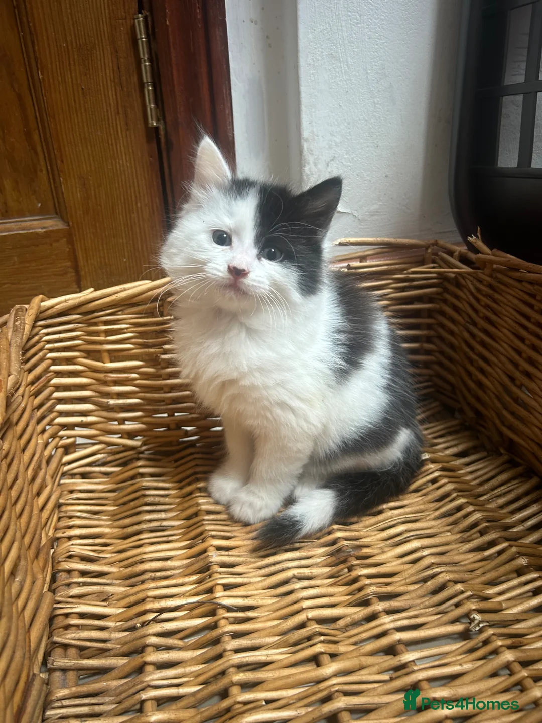 Mixed Breed cats for sale: Friendly playful kittens - Advert 34