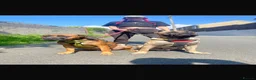Presa Canario dogs for sale: Bonnie 4 yr old presa canario  in Llanelli - Advert 6
