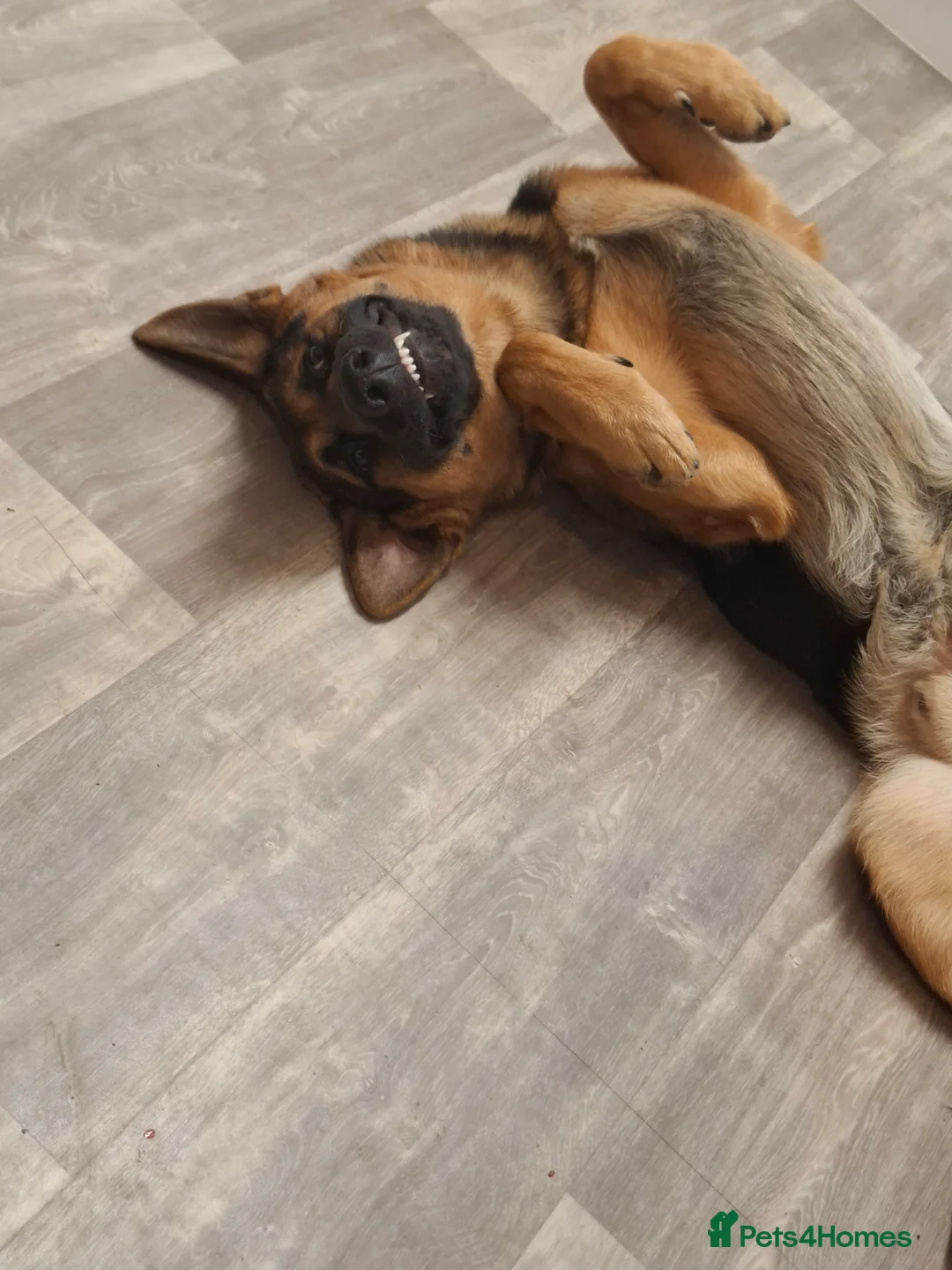 German Shepherd dogs for stud: Mr Jackson Green in Wisbech - Advert 5