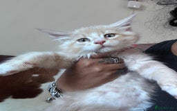 Maine Coon cats for sale: Final kitten left 🧡💛🧡💛 - Image 6