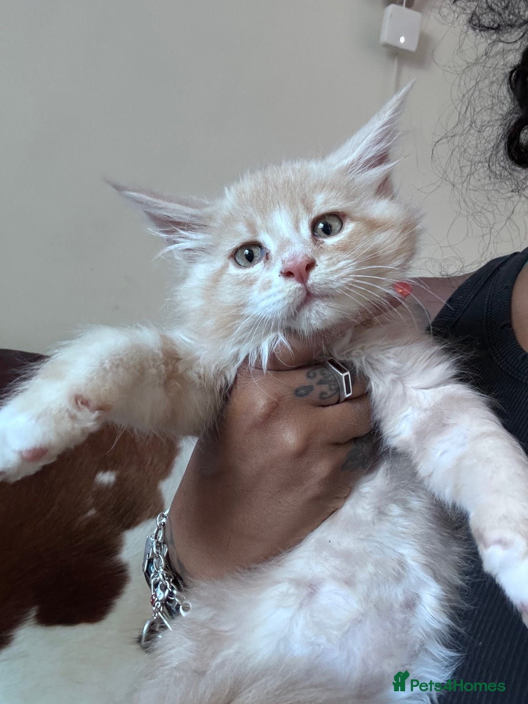 Maine Coon cats for sale: Final kitten left 🧡💛🧡💛 - Image 6