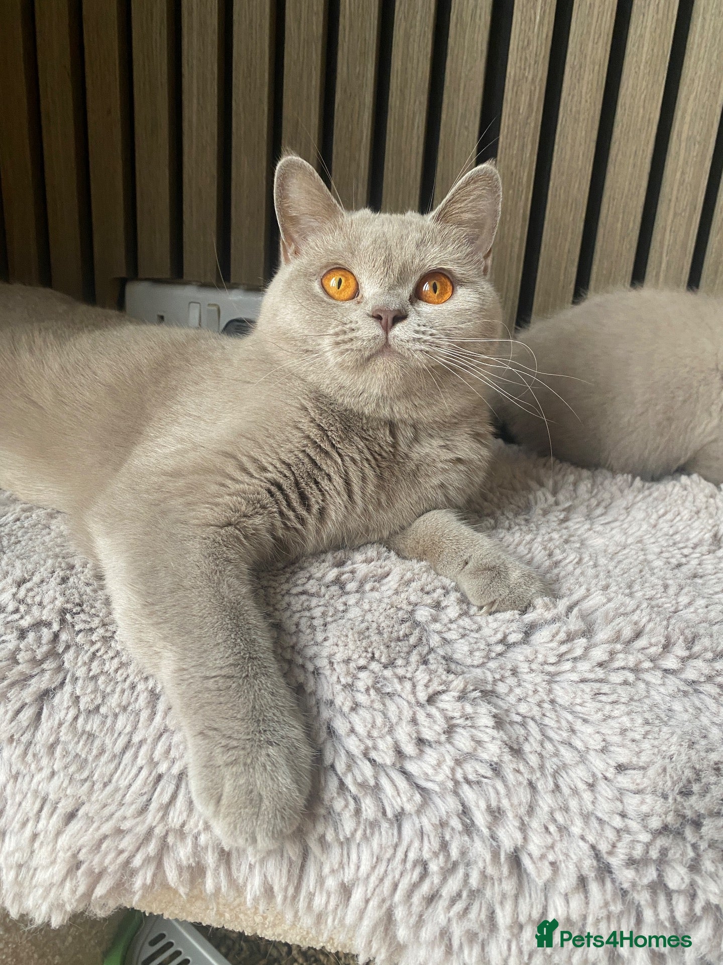 British Shorthair cats GCCF Active Lilac girl  - Advert 1