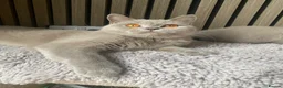 British Shorthair cats for sale: GCCF Active Lilac girl  - Advert 1