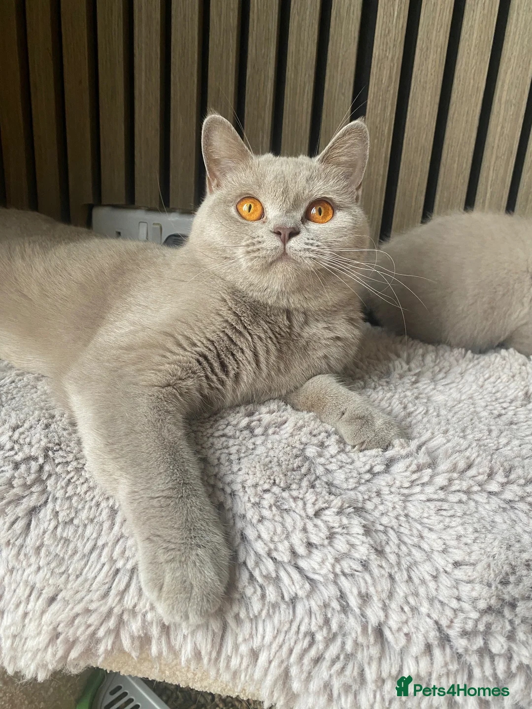 British Shorthair cats for sale: GCCF Active Lilac girl  - Advert 1