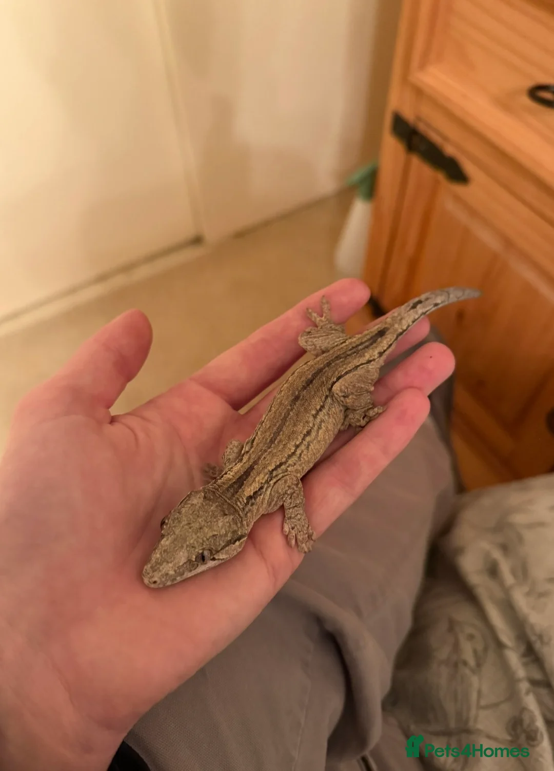 Gecko reptiles for sale: Gargoyle Gecko For Sale x 2 Vivs - Advert 3