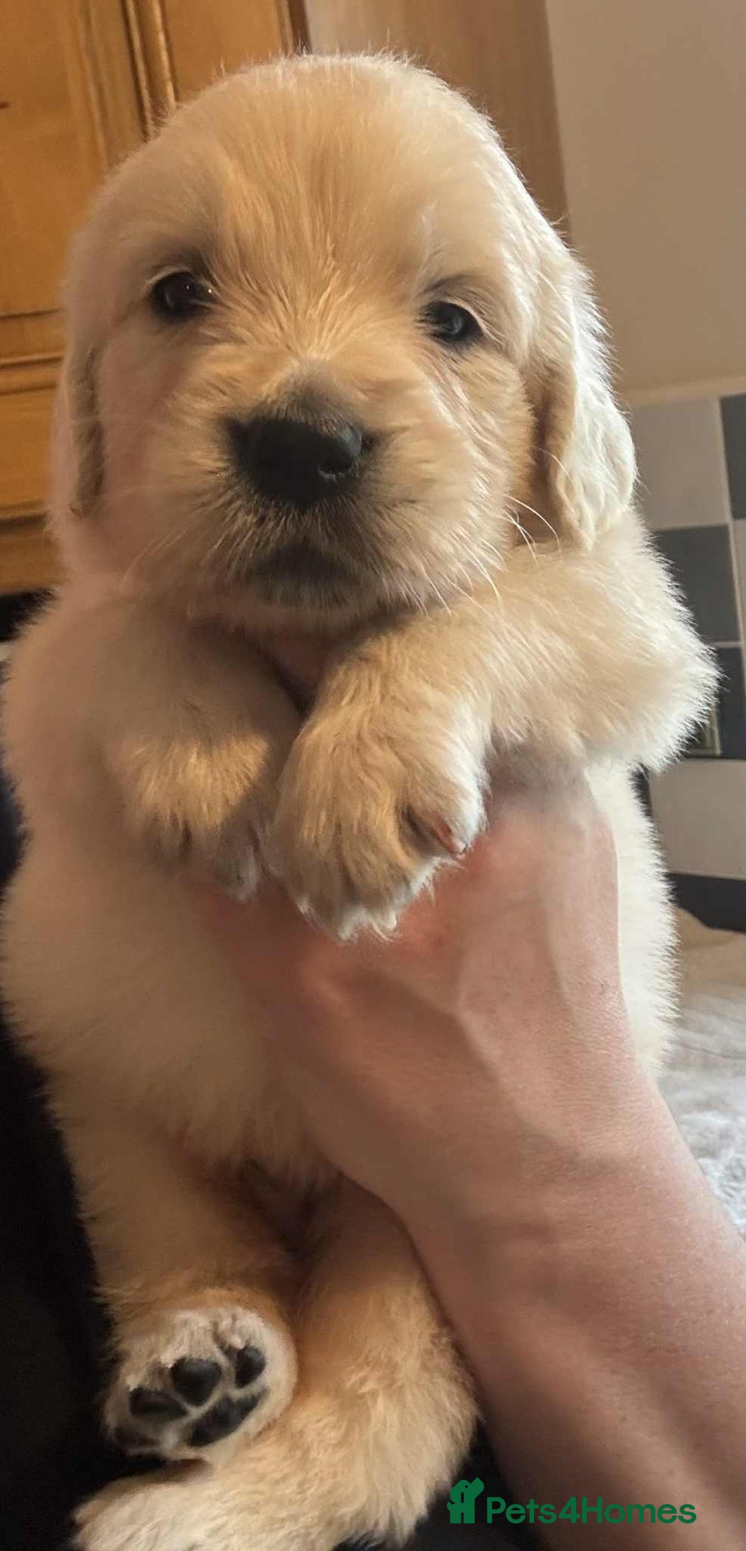 Golden Retriever dogs for sale: Stunning KC Golden Retriever puppies - Image 17