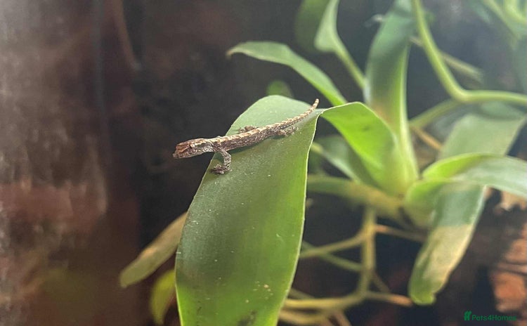 Gecko reptiles - Advert 2