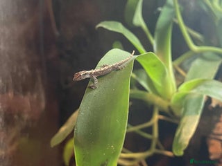 Gecko reptiles for sale - Advert 1