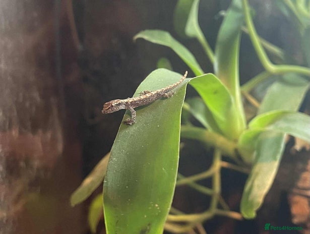 Gecko reptiles - Advert 2