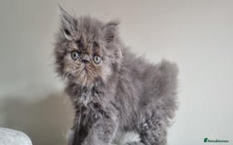 Persian cats for sale: Stunning Persian babies  - Image 10