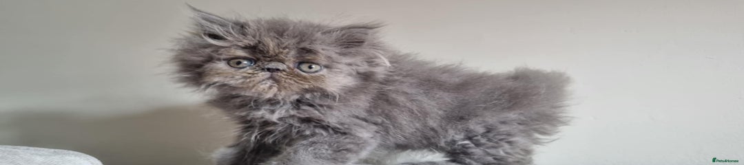 Persian Kitten 3