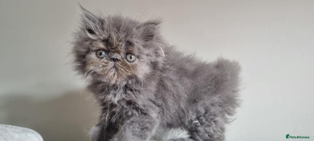 Persian cats for sale: Stunning Persian babies  - Image 10