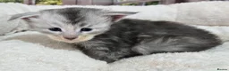 Maine Coon cats for sale: Stunning TICA Maine Coon kittens - Advert 7
