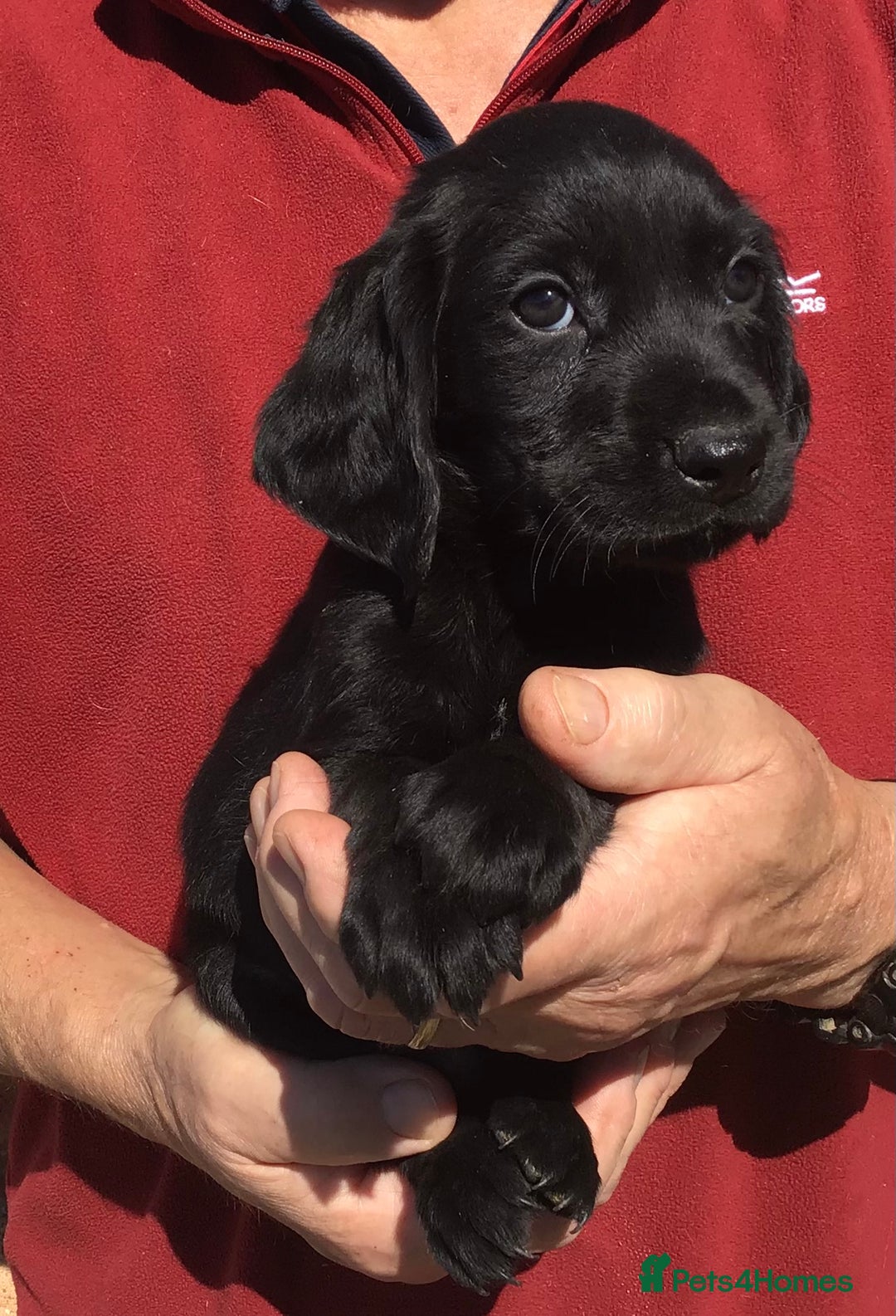 Cockerdor dogs for sale: AMAZING COCKERDOR/COCKADOR PUPPIES - Image 14