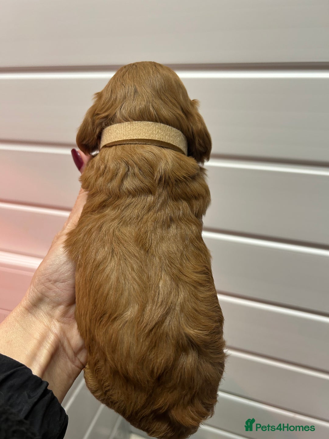 Cockapoo dogs for sale: F1 TOY SHOW TYPE DNA 🧬 CLEAR COCKAPOO BABIES 🧸 - Advert 11