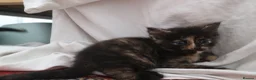 Mixed Breed cats for sale: 4 kittens, 2 boys 2 girls  - Advert 16