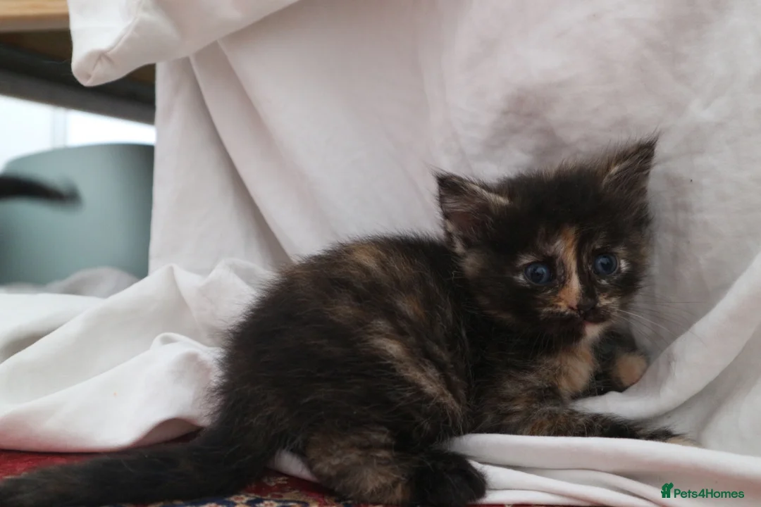 Mixed Breed cats for sale: 4 kittens, 2 boys 2 girls  - Advert 16