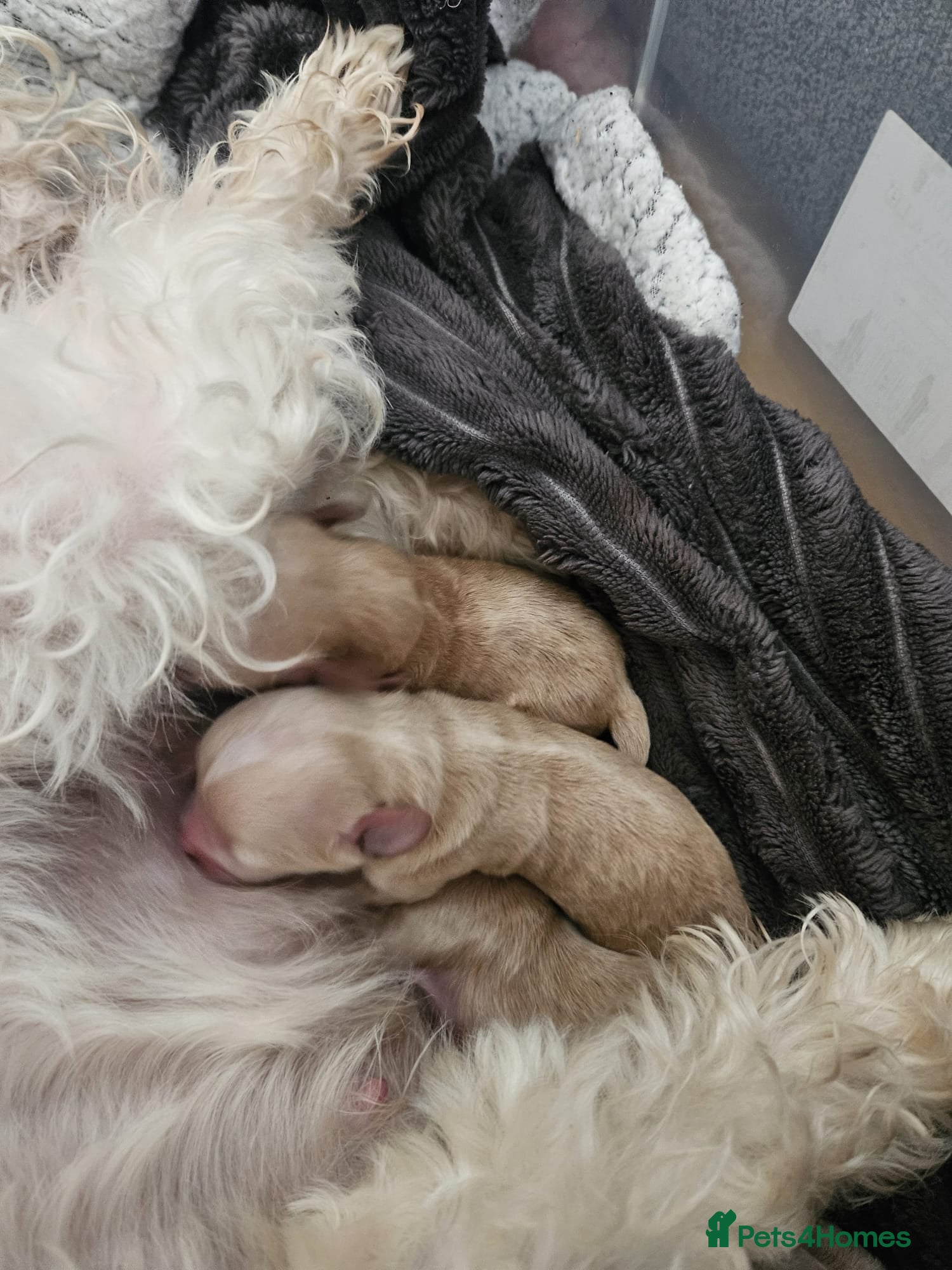 Maltipoo dogs for sale: Cute Small Maltipoos F1  - Advert 8