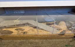 Hamster rodents for sale: Female Hamster, cage & accessories  - Image 3