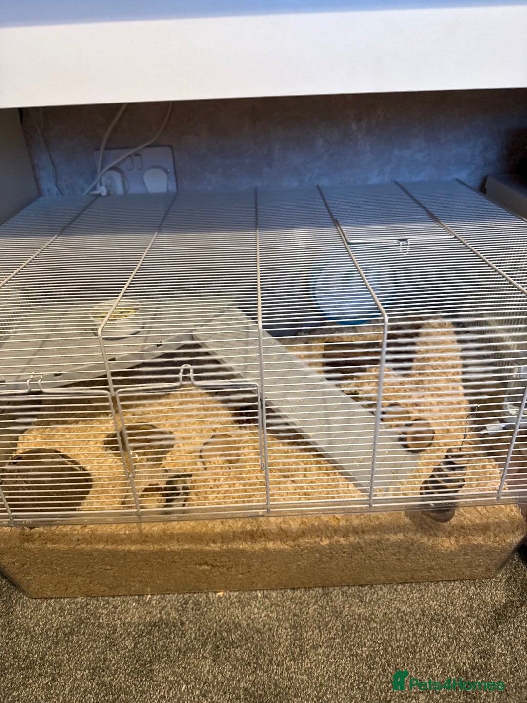 Hamster rodents for sale: Female Hamster, cage & accessories  - Image 3