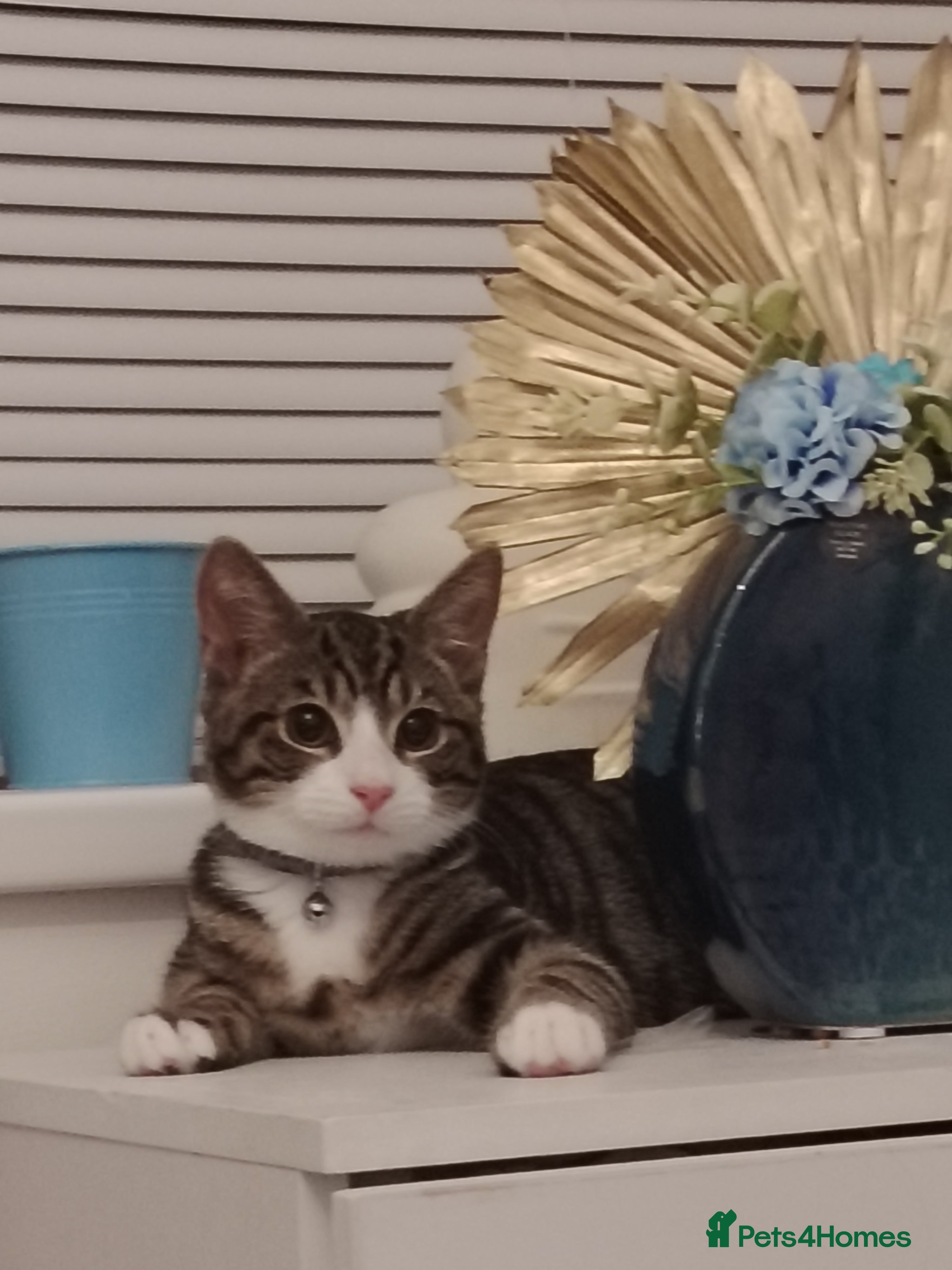 Mixed Breed cats Tabby cat in need of a new home  - Advert 1