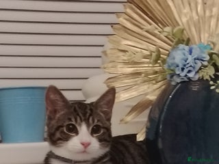 Mixed Breed cats Tabby cat in need of a new home - Advert 3