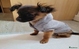 Mixed Breed dogs for sale: Chihuahua x jack males - Image 2