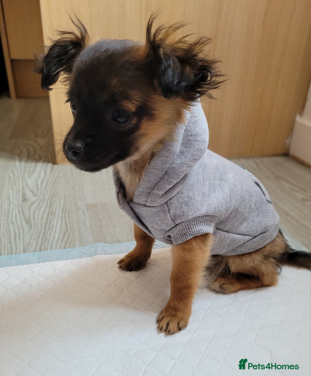 Mixed Breed dogs for sale: Chihuahua x jack males - Image 2