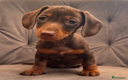 Miniature Dachshund dogs for sale: BEAUTIFUL MINI DACHSHUND PUPPIES READY NOW - Image 22