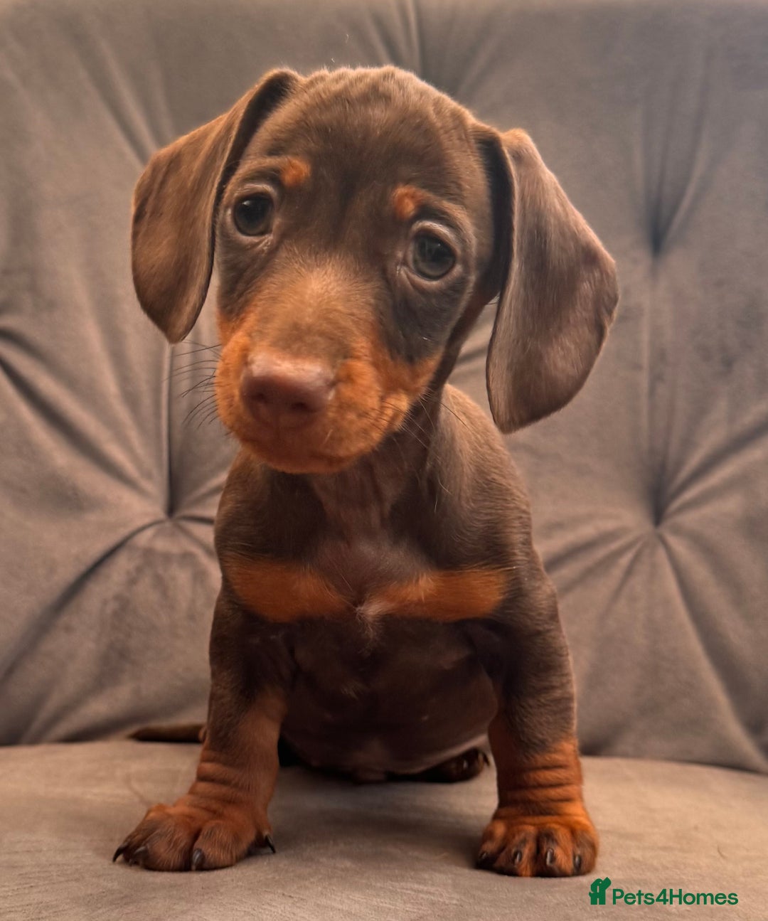 Miniature Dachshund dogs for sale: BEAUTIFUL MINI DACHSHUND PUPPIES READY NOW - Image 22