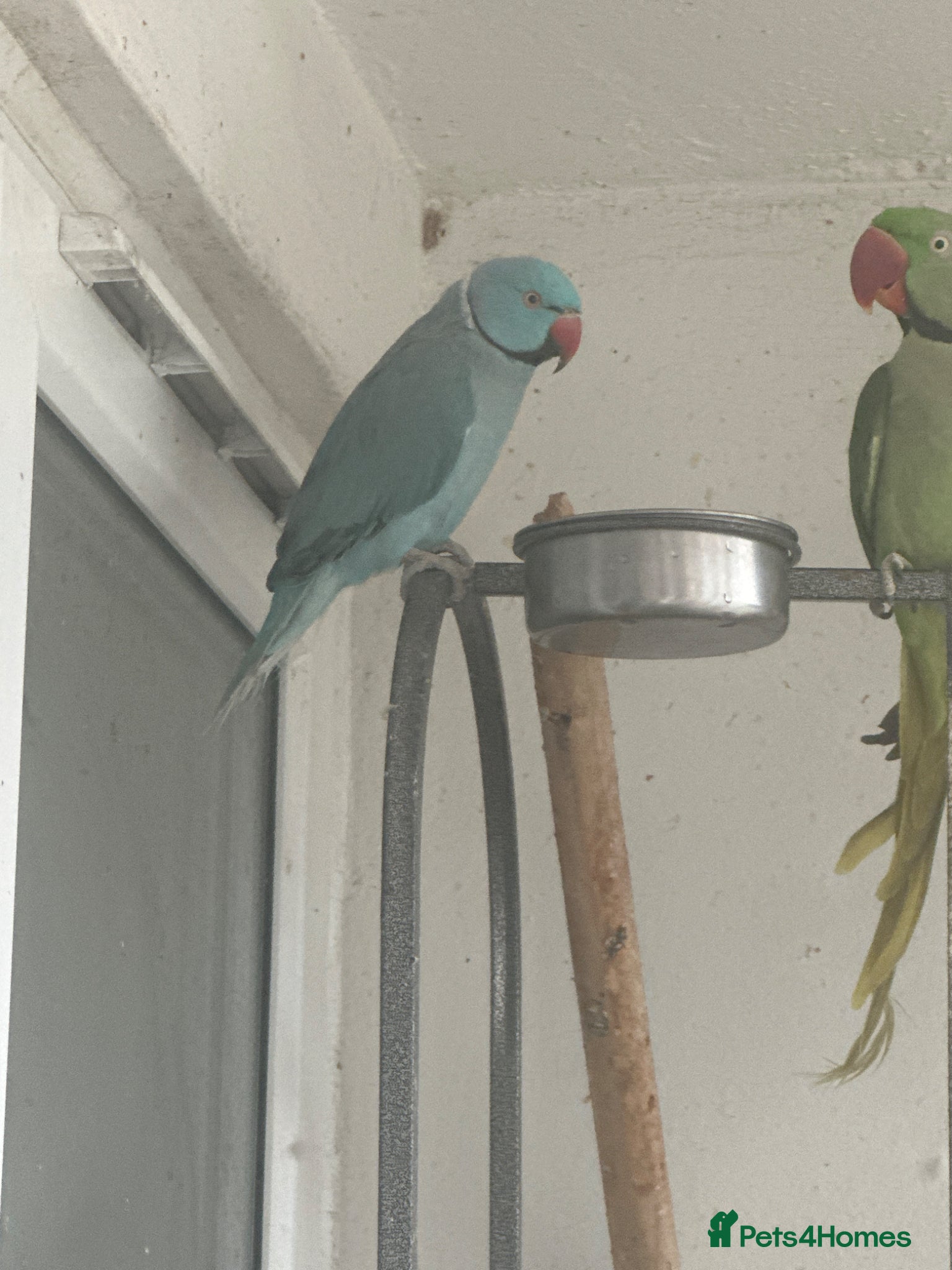 Conures birds Blue Indian Ringneck  - Advert 9