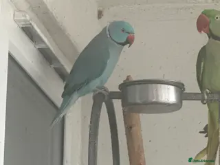 Conures birds Blue Indian Ringneck - Advert 9