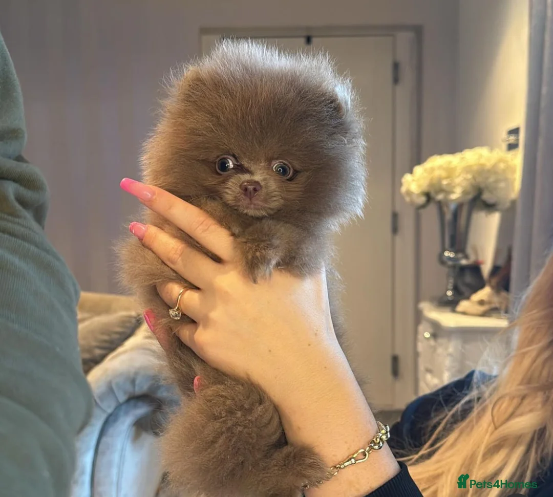 Pomeranian dogs for stud: 🏆 LOTS of champion lines, tiny teddy bear 🧸 in Leeds - Advert 21